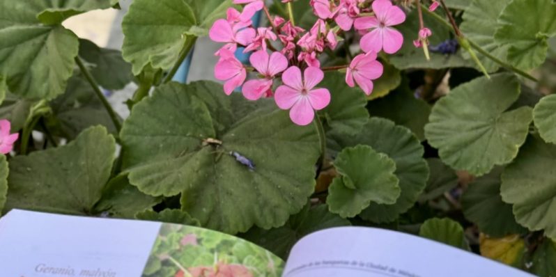 Identifica las plantas medicinales y comestibles que hay en las banquetas